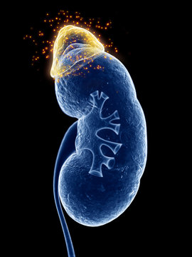 3d rendered, medically accurate illustration of the adrenal gland producing hormones