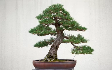 Rolgordijnen bonsai tree pine Park nature forest landscape design © Mikhail