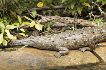 Crocodile On Grijalva River Mexico