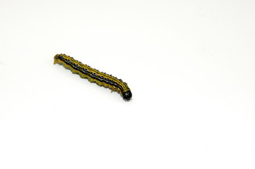 Raupe des Buchsbaumzünsler auf weißem Hintegrund