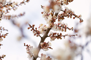 Cherry blossoming tree with beautiful flowers