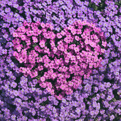 Fototapeta premium Pink Heart in Purple Flowers