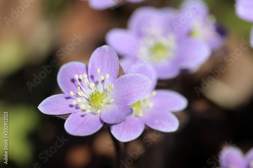 Beautiful Springtime Nature Background With Purple Flowers