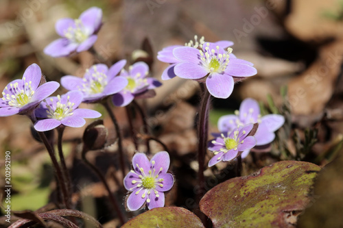 Beautiful Springtime Nature Background With Purple Flowers