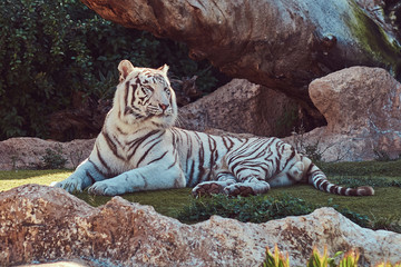 White Bengal tiger sits in the shade on the park in the national zoo, resting on a hot summer day.
