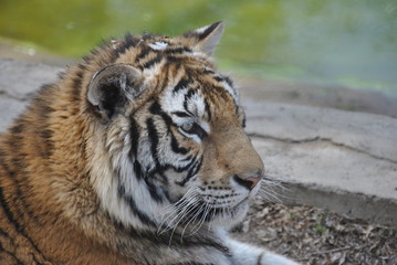 An image of some tigers in Harbin, China