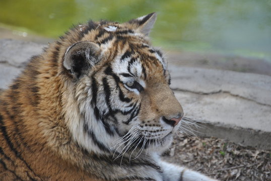 An image of some tigers in Harbin, China
