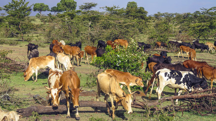 Obraz premium grazing cows in Masai Mara