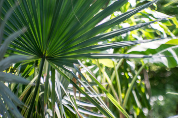 Fototapeta na wymiar Palm leafs , North Mediterranean, detail