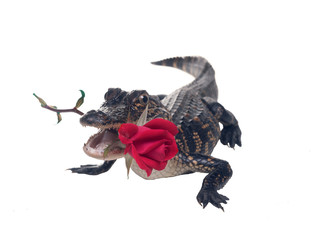 A young American alligator in a rose flower in the teeth.  Isolated on white background