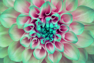 Dahlia flower closeup. Macro. It can be used in website design and printing. Also good for...