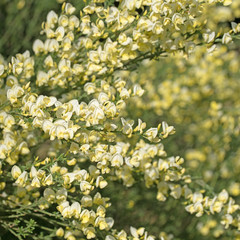 Blühender Besenginster, Cytisus scoparius