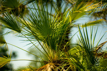 Palm leafs , North Mediterranean, detail