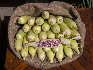 Organic, fresh, sweet corn for sale at a local farmers market in Bali, Indonesia