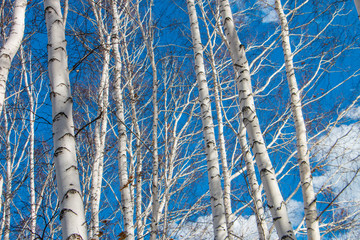 beautiful birch trees in the Siberian forest in the spring against the blue sky and bright clouds