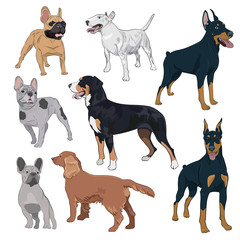 Standing dogs collection isolated on white background. Purebred canines set for your design. Bulldog, doberman, spaniel, bull terrier and swiss mountain dog.