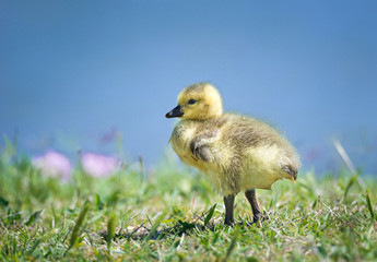 Cute newborn Canada goose gosling standing in the grass on a beautiful spring day. Blue lake water background with copy space.  