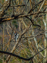 woodpecker in tree (jdb38)