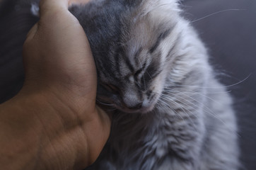 hand stroking a cat close up