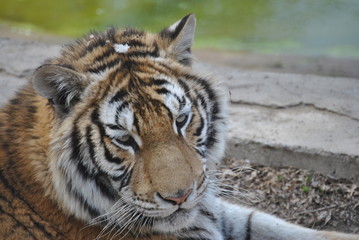 Fototapeta premium Tiger