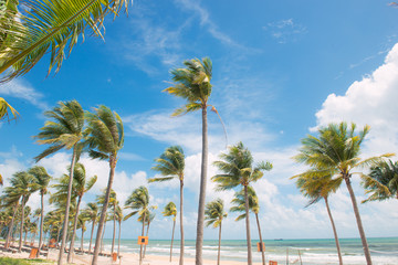 Coconut Palm trees on white sandy tropical beach. Summer holiday and vacation concept.