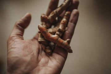 Man hand holding turmeric roots pieces. Close up.