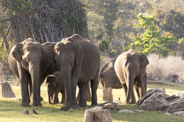 Elephant family protective of their new born calfs and each member ensures they are always around