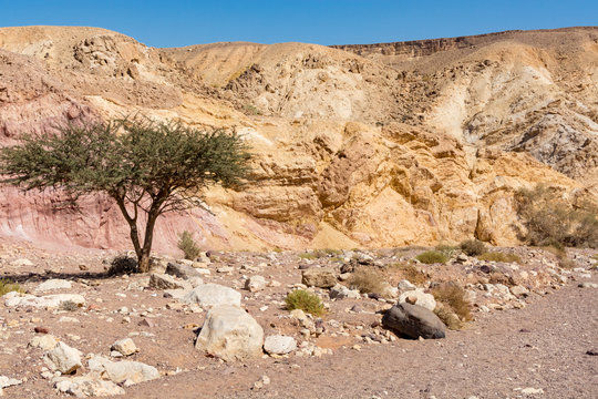 Beautiful geological formation in desert, colorful sandstone canyon walking route, Negev desert in Israel
