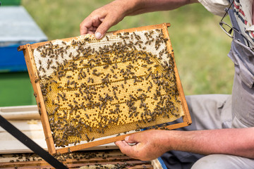 Bees making honey in a beehive