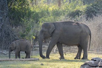 Elephant family protective of their new born calfs and each member ensures they are always around