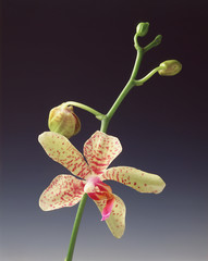 Orchidea