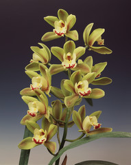 Orchidea