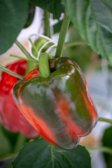 Big ripe sweet red bell peppers, paprika, growing in glass greenhouse, bio farming in the Netherlands