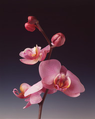 Orchidea