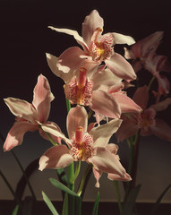 Orchidea