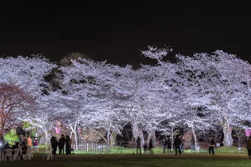 Photo sur Aluminium Fleur de cerisier 宮城県 船岡城址公園の夜桜 Funaoka castle