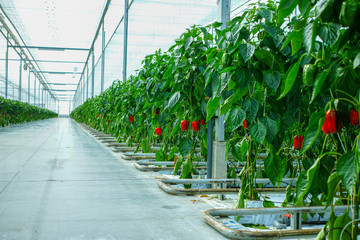 Big ripe sweet red bell peppers, paprika, growing in glass greenhouse, bio farming in the...