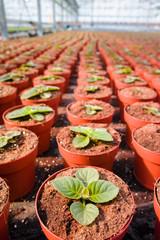 Gloxinia flowering colorful houseplants cultivated as decorative or ornamental flower, growing in greenhouse