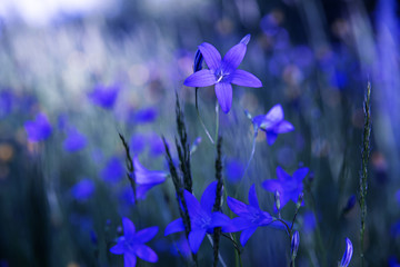 Blue bell flowers of the field.