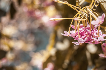 Bright flowers of Combretum indicum or Chinese Honeysuckle or Rangoon creeper or Madhumalti.