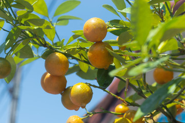 Little oranges with water drop in the morning