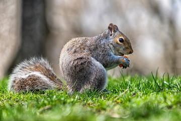 Squirrel in a city park