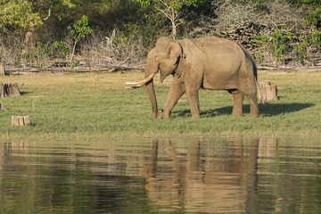 Fototapeta premium A lonely tusker grazing on the banks of kabini river inside nagarhole national park