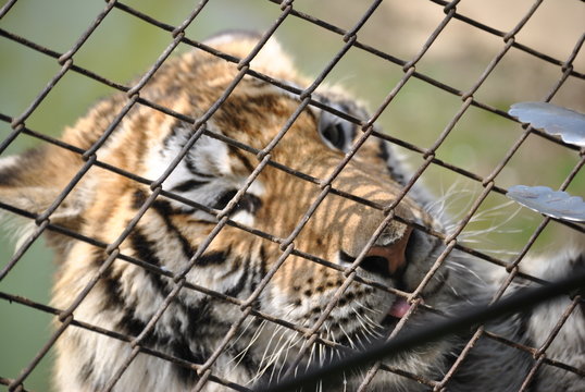 Feeding a tiger