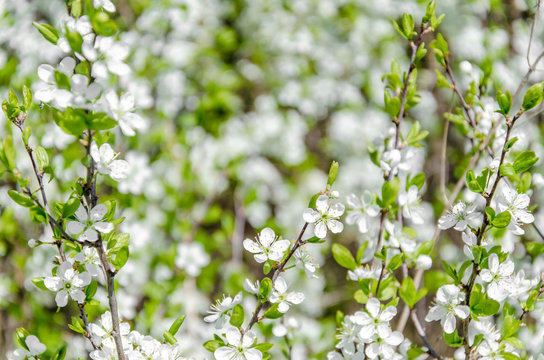 Blossoming white small flowers, spring, nature background.