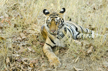 Fototapeta premium A tiger cub relaxing in shade on a hot summer day inside bandhavgarh national park