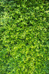 Green plants use as a background.