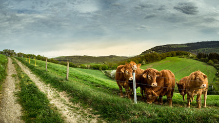 Panorama Kühe