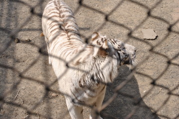 tiger in cage