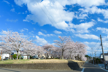 Obraz premium 宮城県富谷市東向陽台グリーンベルト 